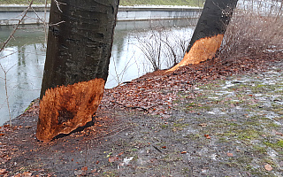 Bobry znowu pojawiły się w centrum Olsztyna. Kilka drzew ucierpiało